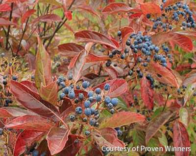 Viburnum n. Brandywine™ -Ship Only