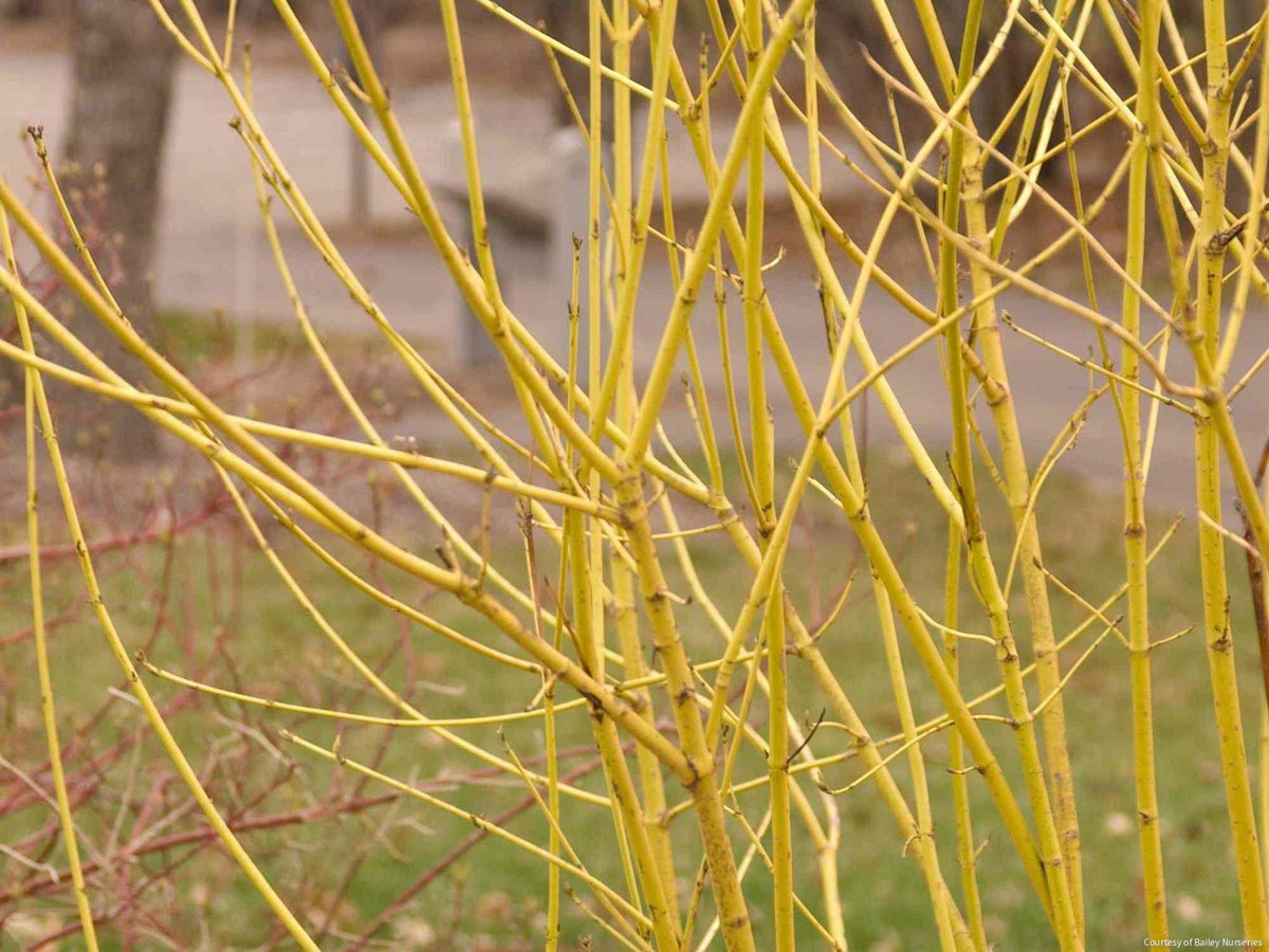 Cornus s. 'Flaviramea' -Ship Only