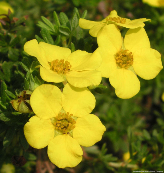 Potentilla f. 'Goldfinger' -Ship Only