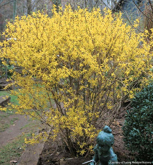 Forsythia x i. 'Lynwood Gold' -Ship Only