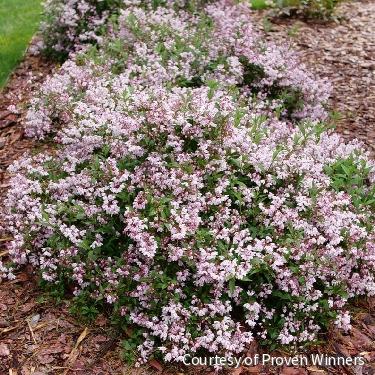Deutzia Yuki Kabuki™ -Ship Only