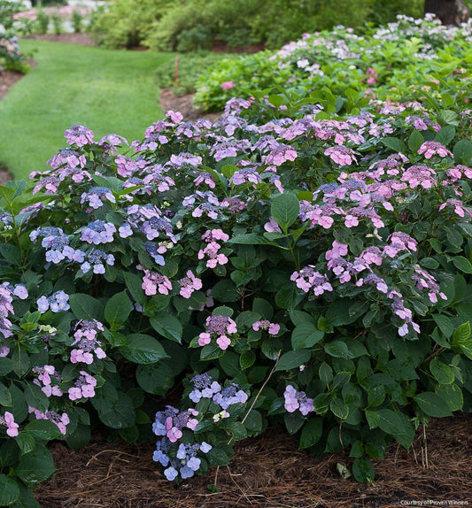 Hydrangea s. Tuff Stuff™ -Ship Only