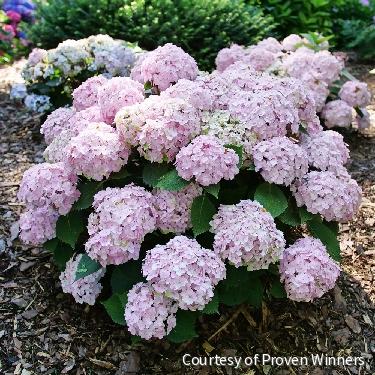 Hydrangea m. Wee Bit Innocent™ -Ship Only