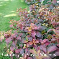 Weigela f. Midnight Sun™ -Ship Only