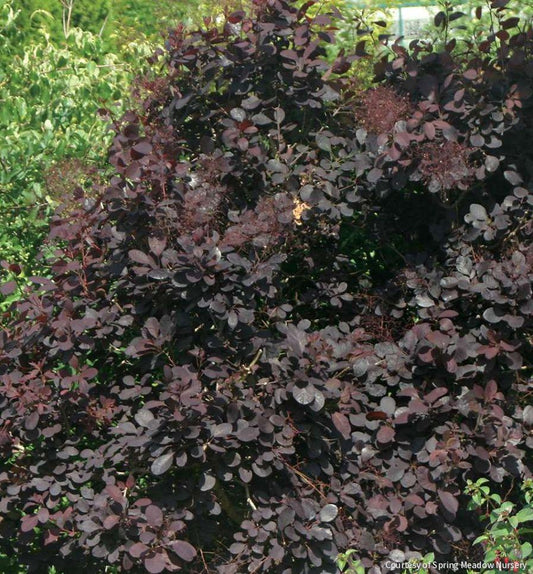 Cotinus c. 'Royal Purple' MS -Ship Only