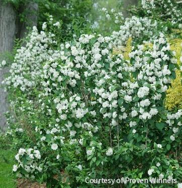 Philadelphus c. Illuminati Spice™ -Ship Only