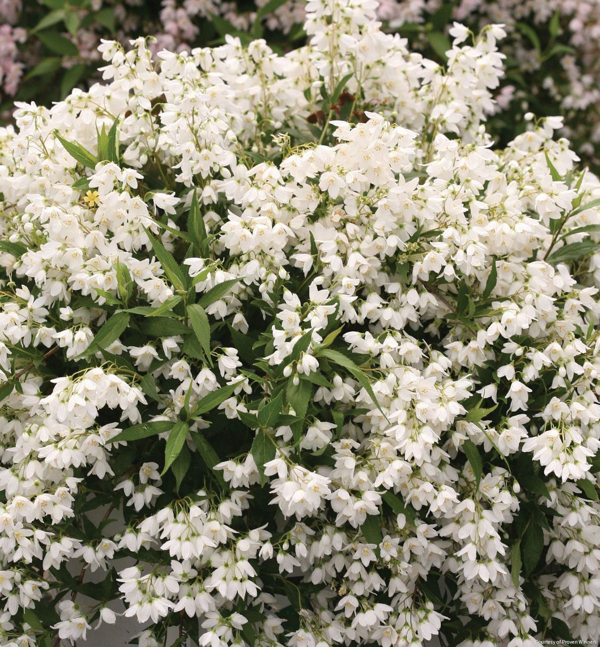 Deutzia Yuki Snowflake® -Ship Only