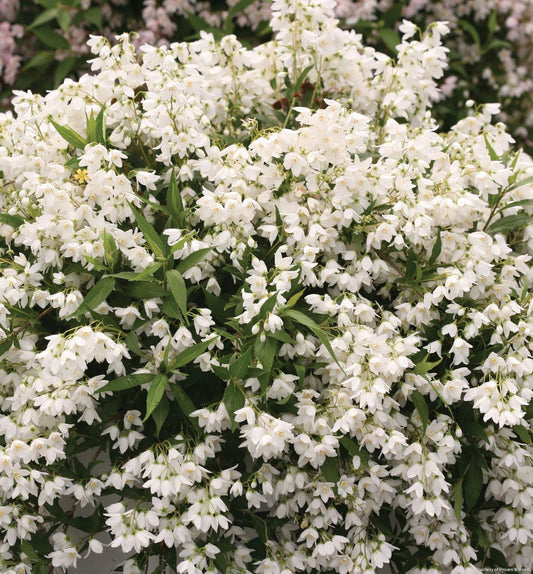 Deutzia Yuki Snowflake® -Ship Only