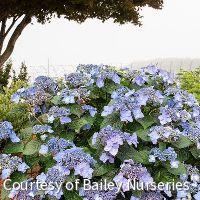 Hydrangea m. Endless Summer® Pop Star® -Ship Only