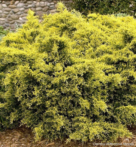 Juniperus c. 'Sea Of Gold' -Ship Only