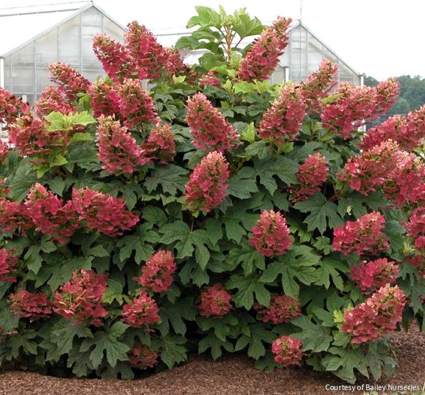 Hydrangea q. 'Ruby Slippers' -Ship Only