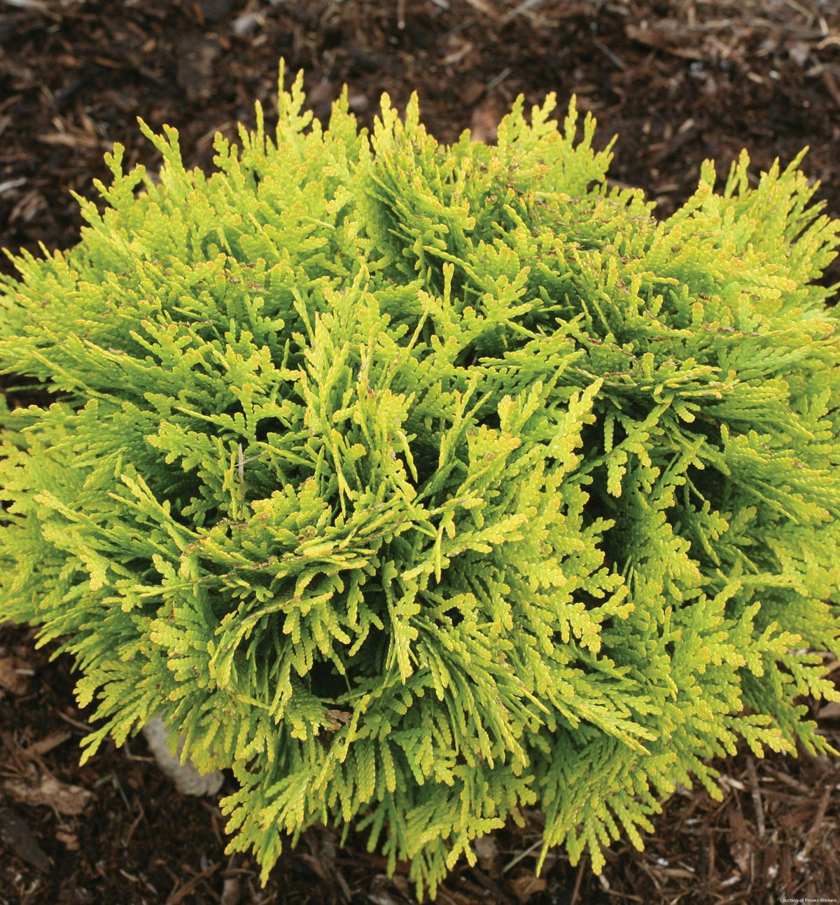 Thuja o. Anna's Magic Ball® -Ship Only