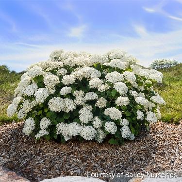 Hydrangea a. FlowerFull® -Ship Only