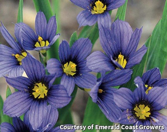 Sisyrinchium 'Moody Blues' -Ship Only