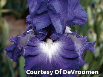 Iris g. 'Speeding Again' (Rebloom) -Ship Only