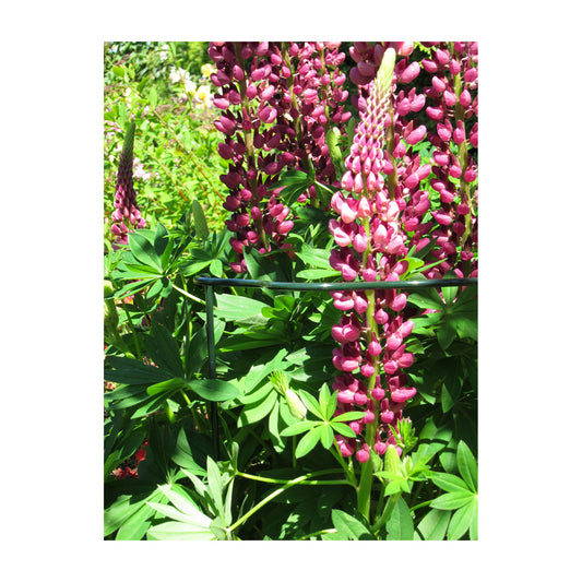 Plant Support Cradle 40" Scalloped -Ship Only