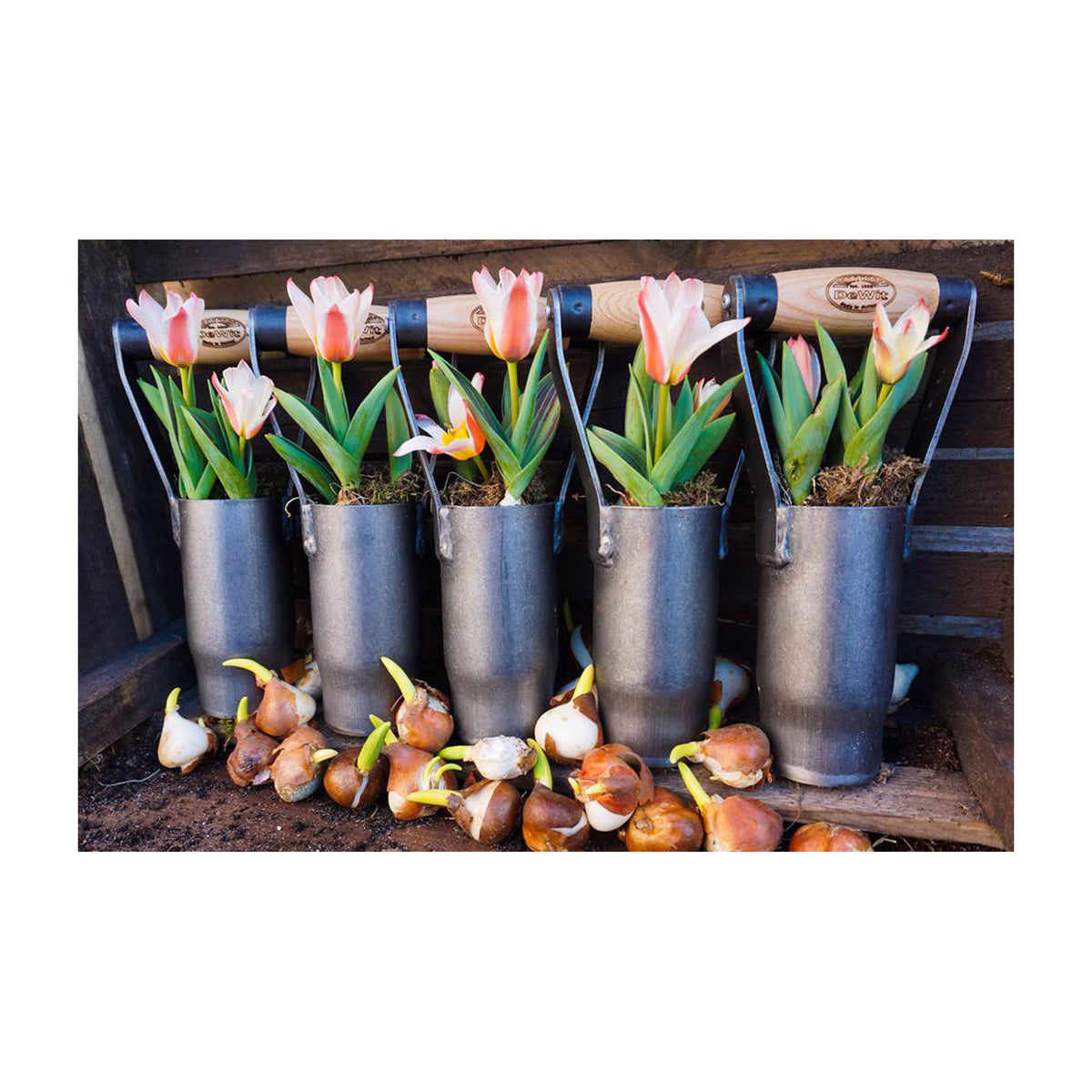 DeWit Planter - British Bulb -Ship Only
