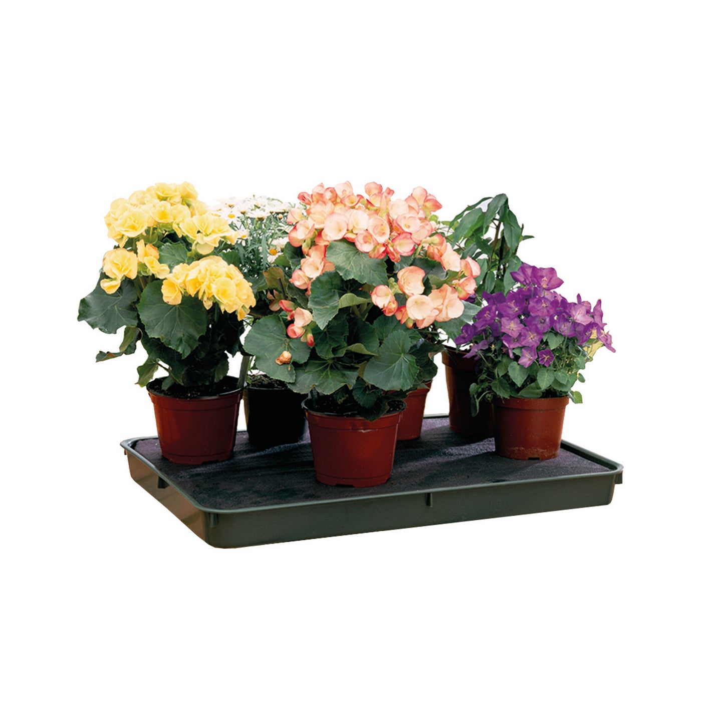 Large Green Self-Watering Tray -Ship Only