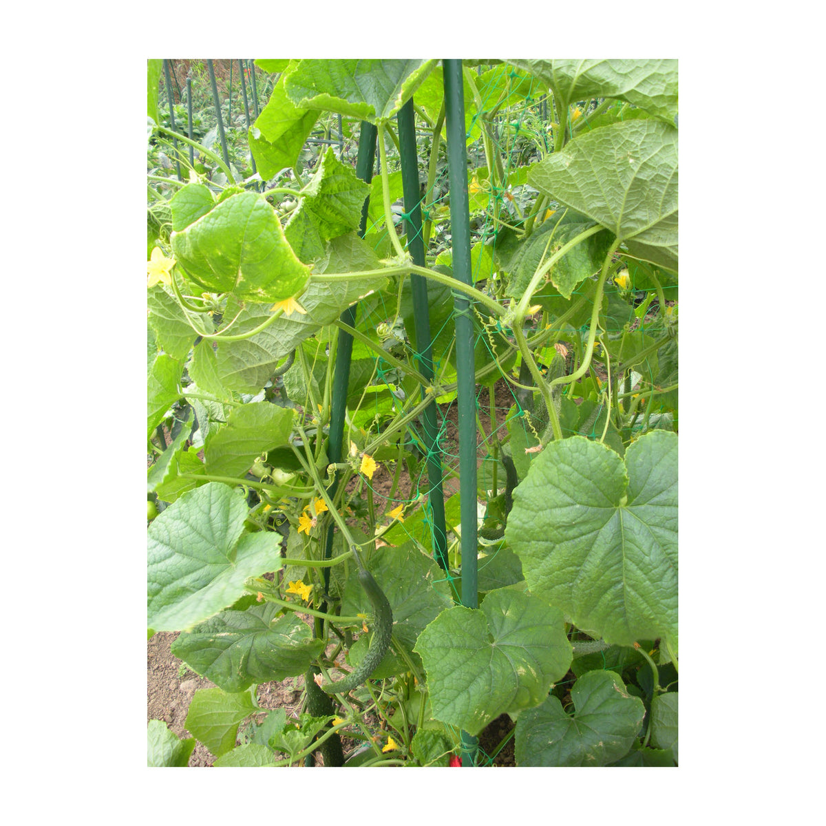 48" Metal Garden Stake -Ship Only
