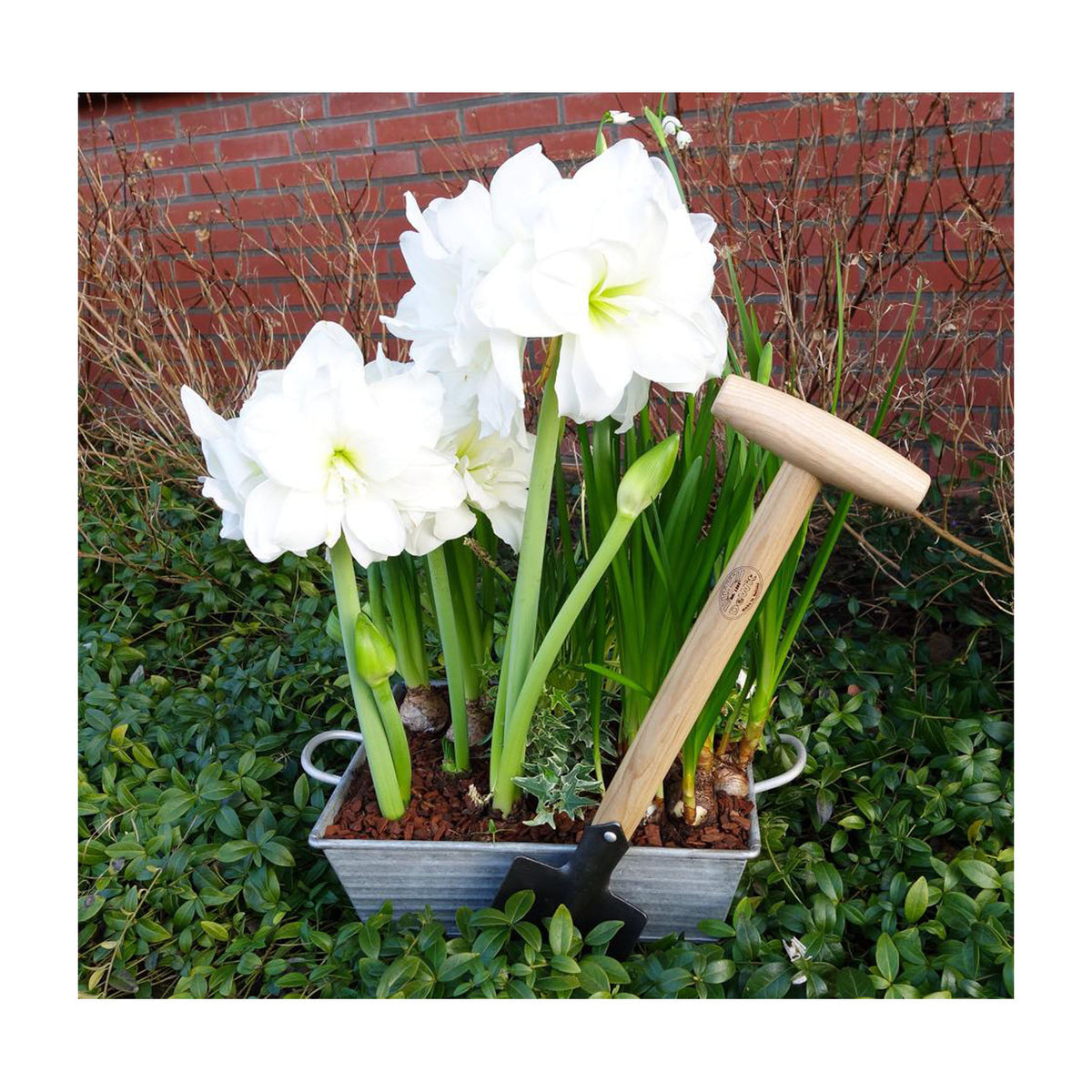 DeWit Spade - Perennial -Ship Only
