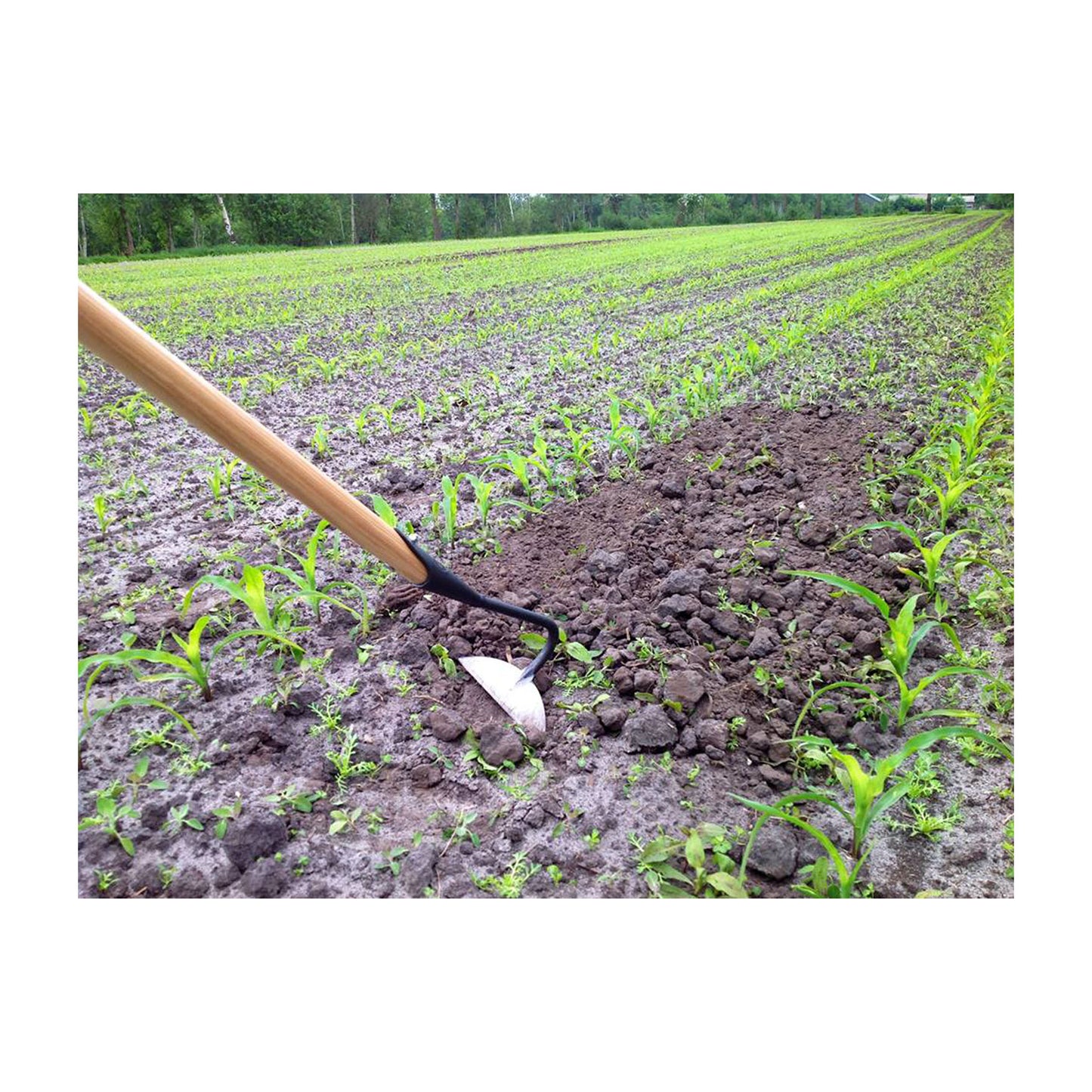 DeWit Hoe - Half Moon Pull 62" Handle -Ship Only