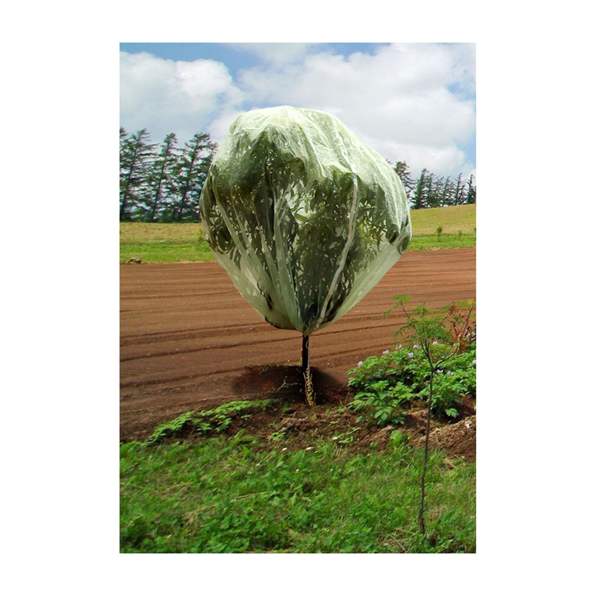 9.8' x 9.8' Fruit Tree Cover -Ship Only