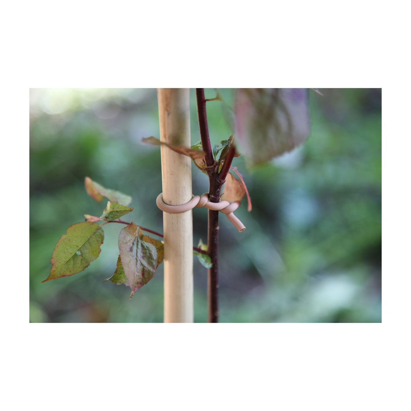 Slim Woody Soft Tie -Ship Only