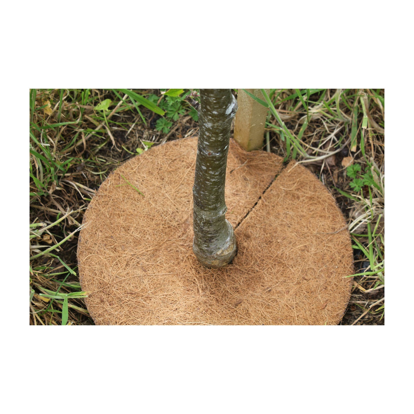 8" Round Coco Tree Mat 3pk -Ship Only