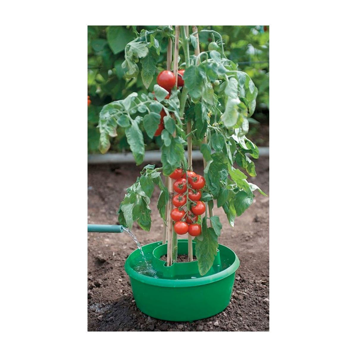 Green Plant Halos 3pk -Ship Only