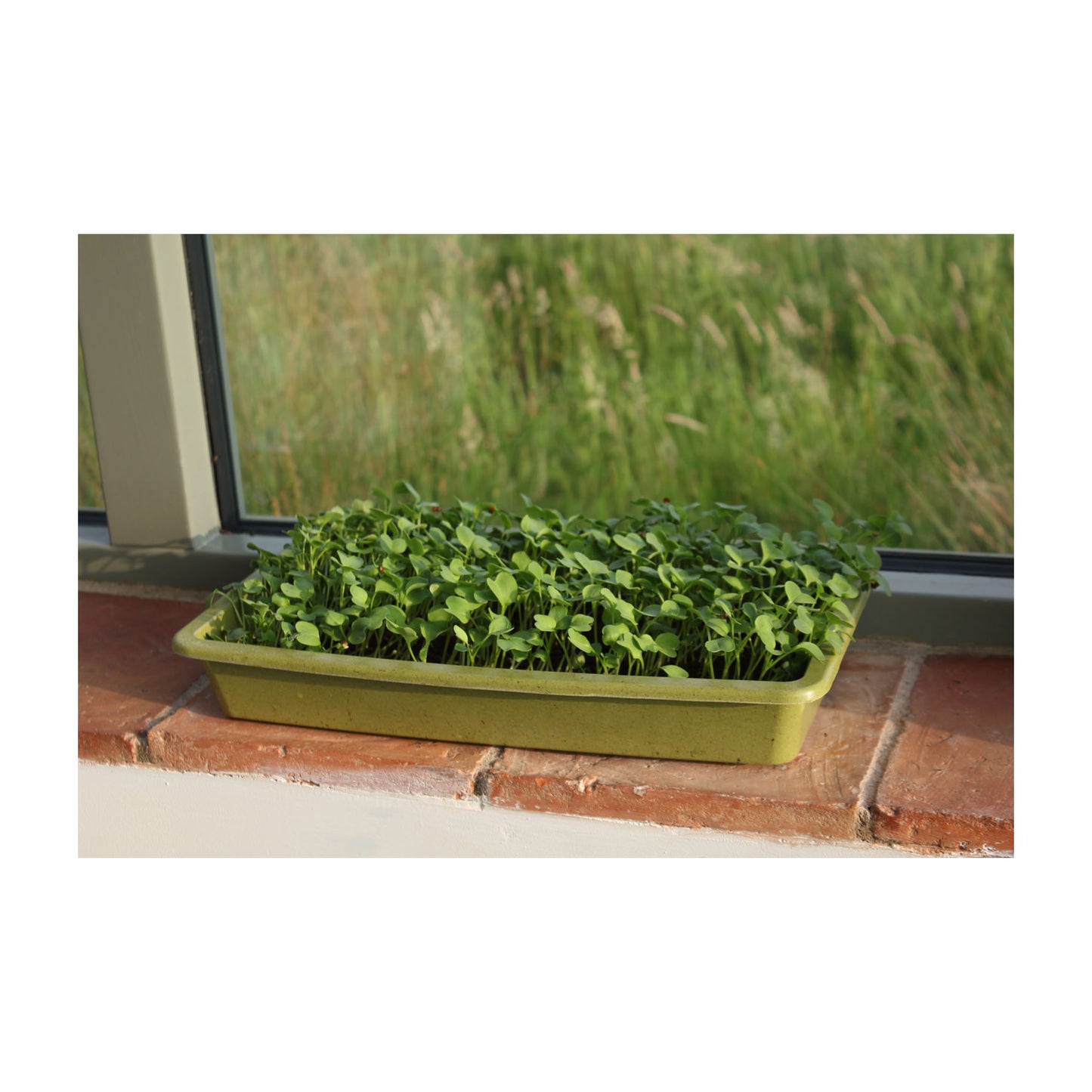 Microgreens Growing Mat 3pk -Ship Only