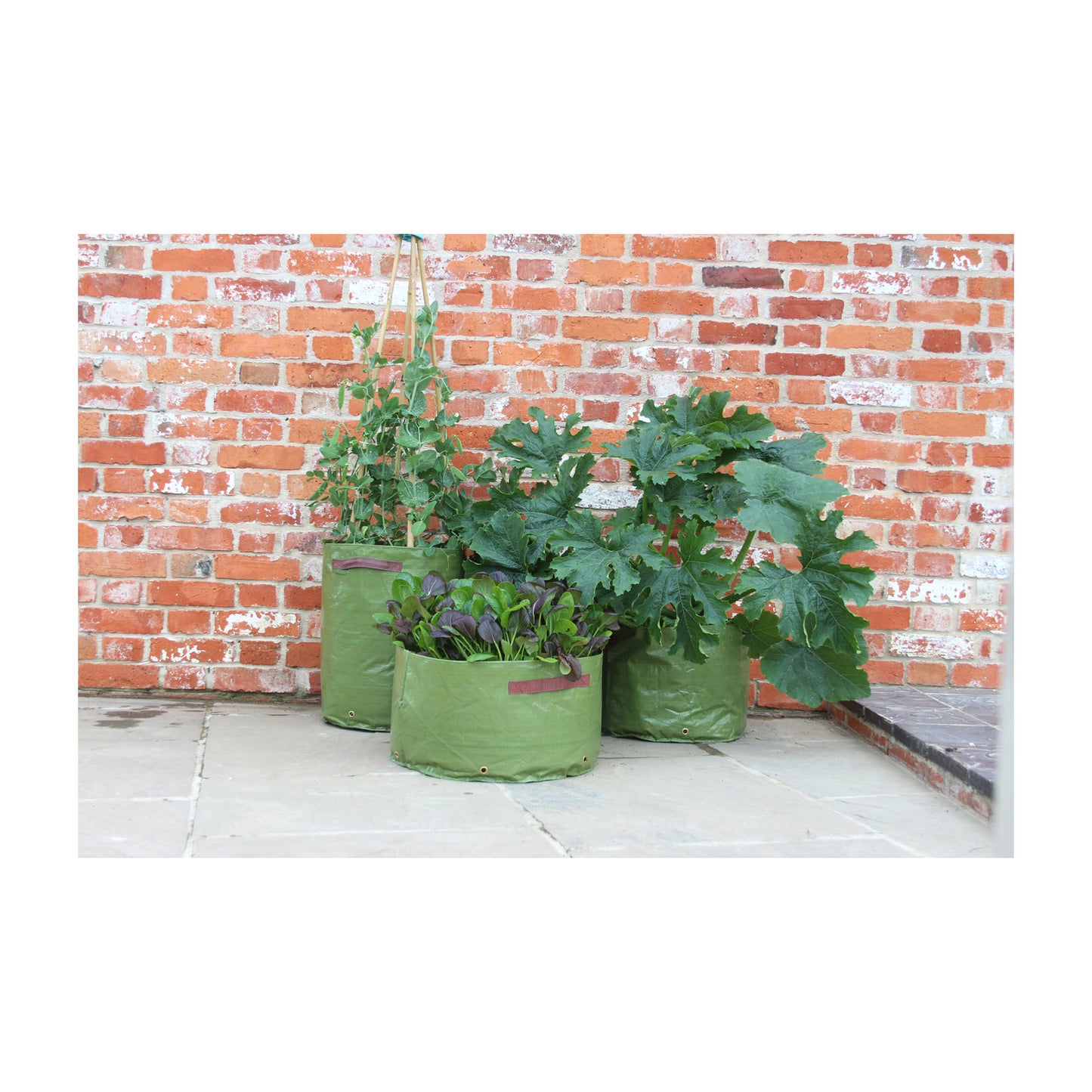 Vegetable Patio Planter 3pk -Ship Only