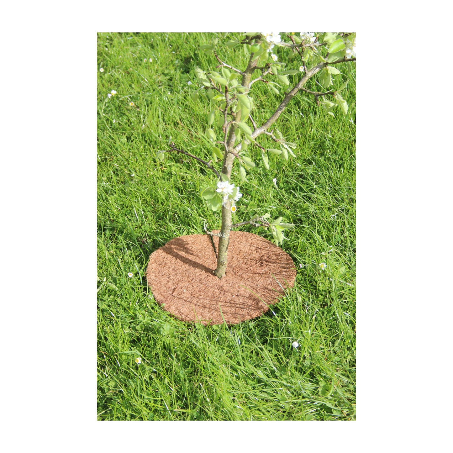 16" Round Coco Tree Mat 3pk -Ship Only