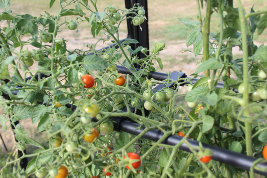 Tomato Crop Booster with Cover -Ship Only