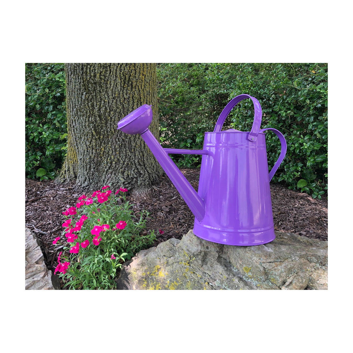 1.2 gal Violet Metal Watering Can -Ship Only