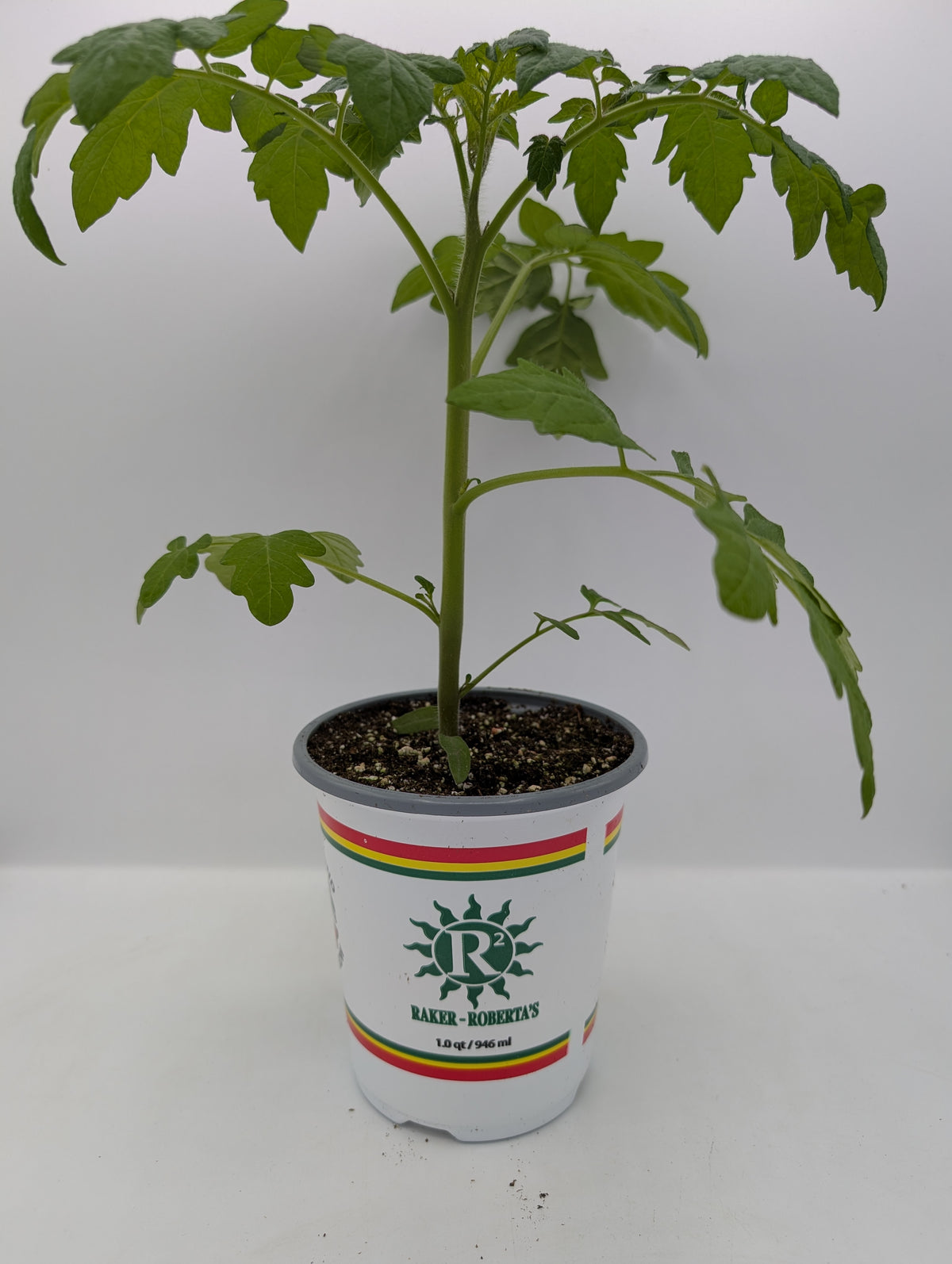 Tomato Empress -Ship Only