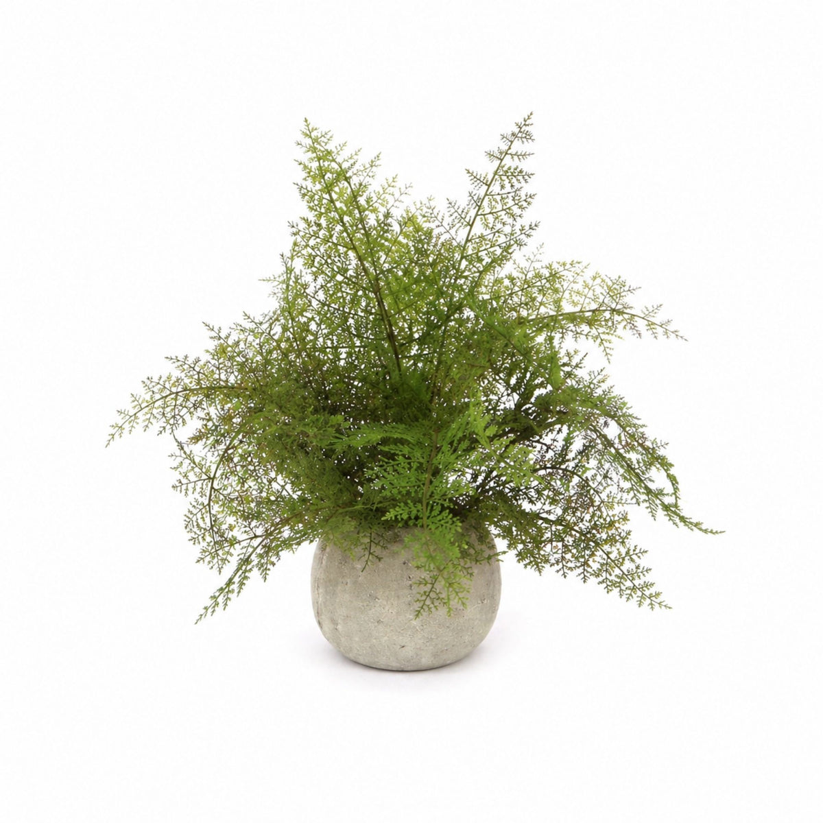 Potted Fern Plant in Grey Pot (Set of 3) -Ship Only