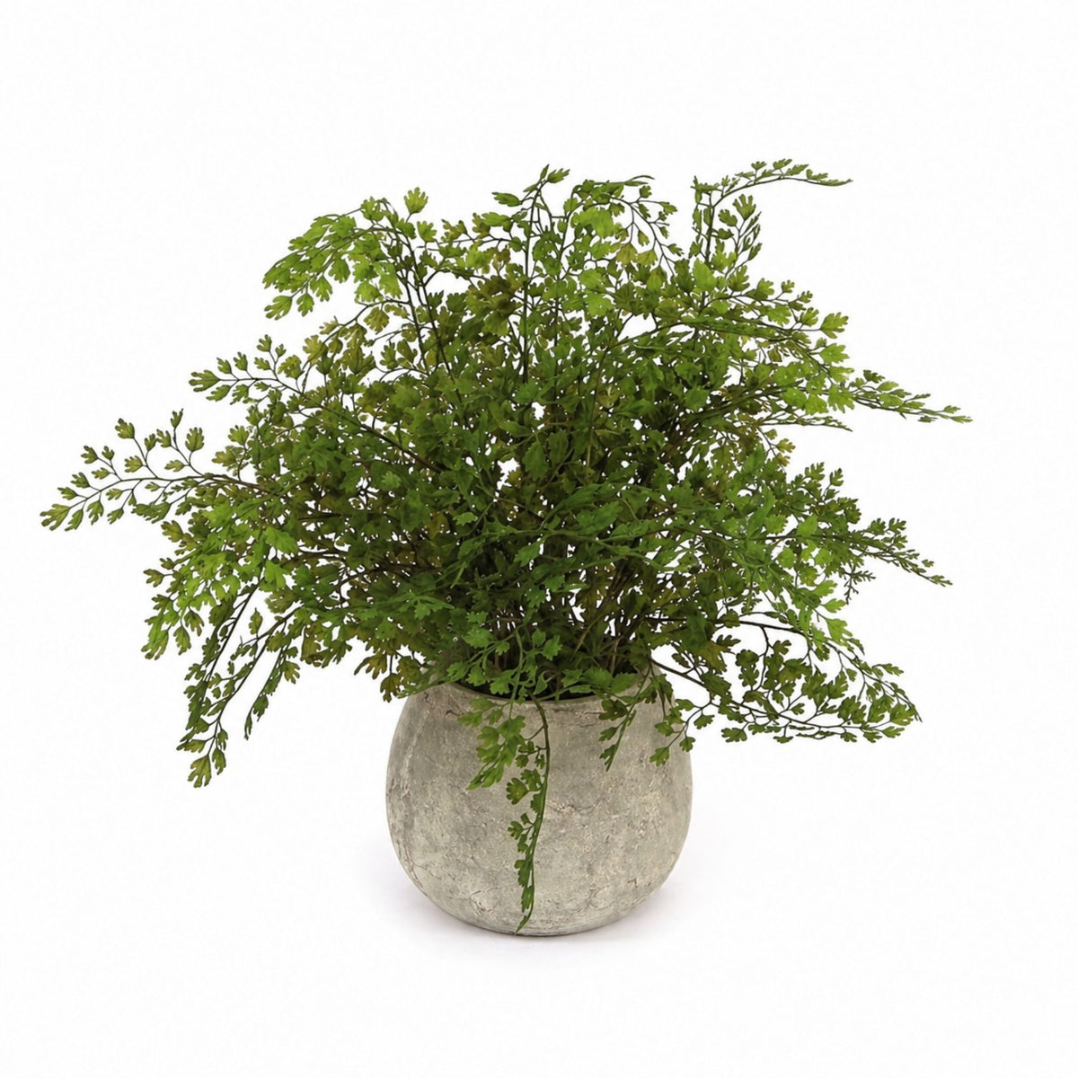 Potted Fern Plant in Grey Pot (Set of 3) -Ship Only