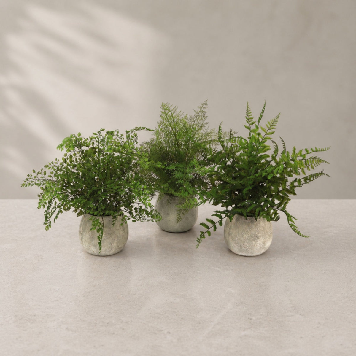 Potted Fern Plant in Grey Pot (Set of 3) -Ship Only