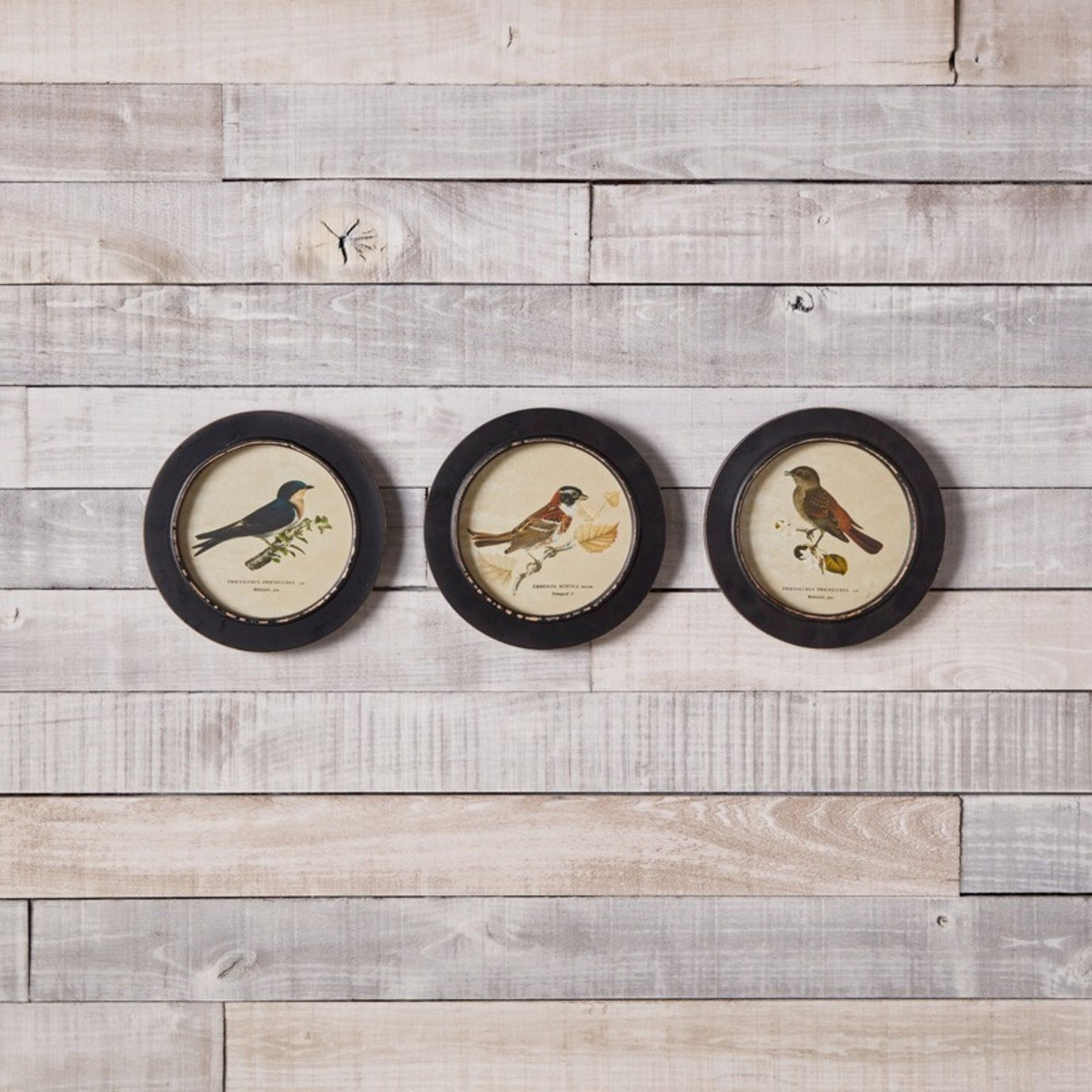 Wood Framed Encyclopedia Bird Print (Set of 3) -Ship Only