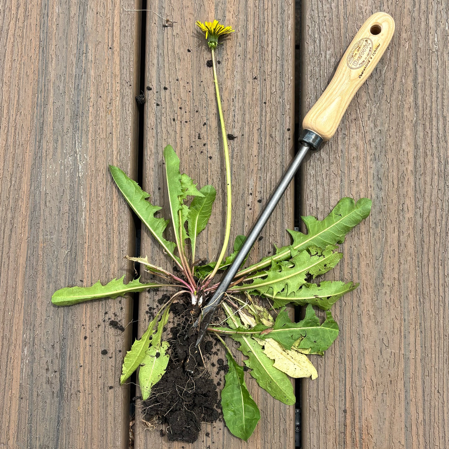 DeWit Weeder - Dandelion -Ship Only