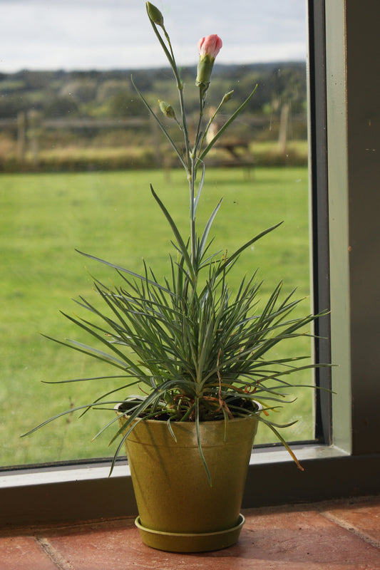 4" Green Bamboo Pot 5 Pack -Ship Only