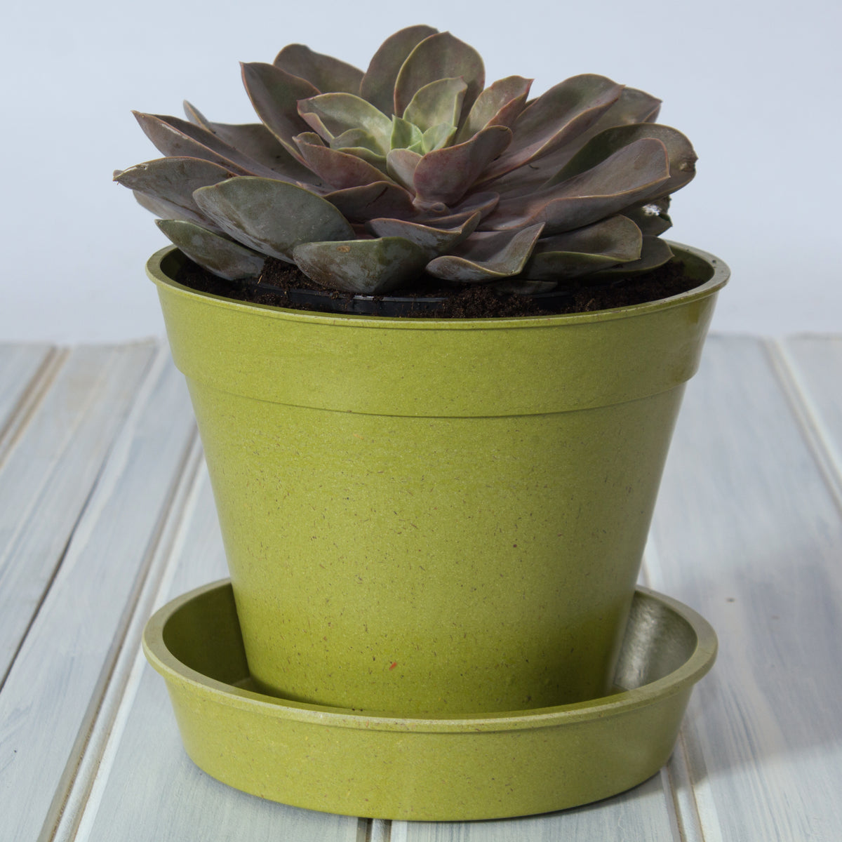 8" Green Bamboo Pot Single -Ship Only