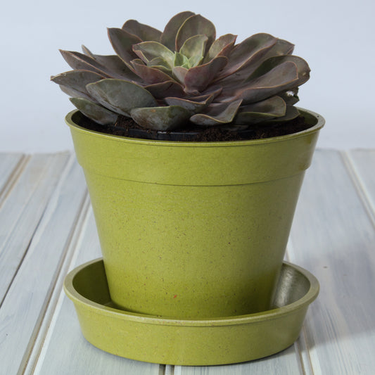 8" Green Bamboo Pot Single -Ship Only