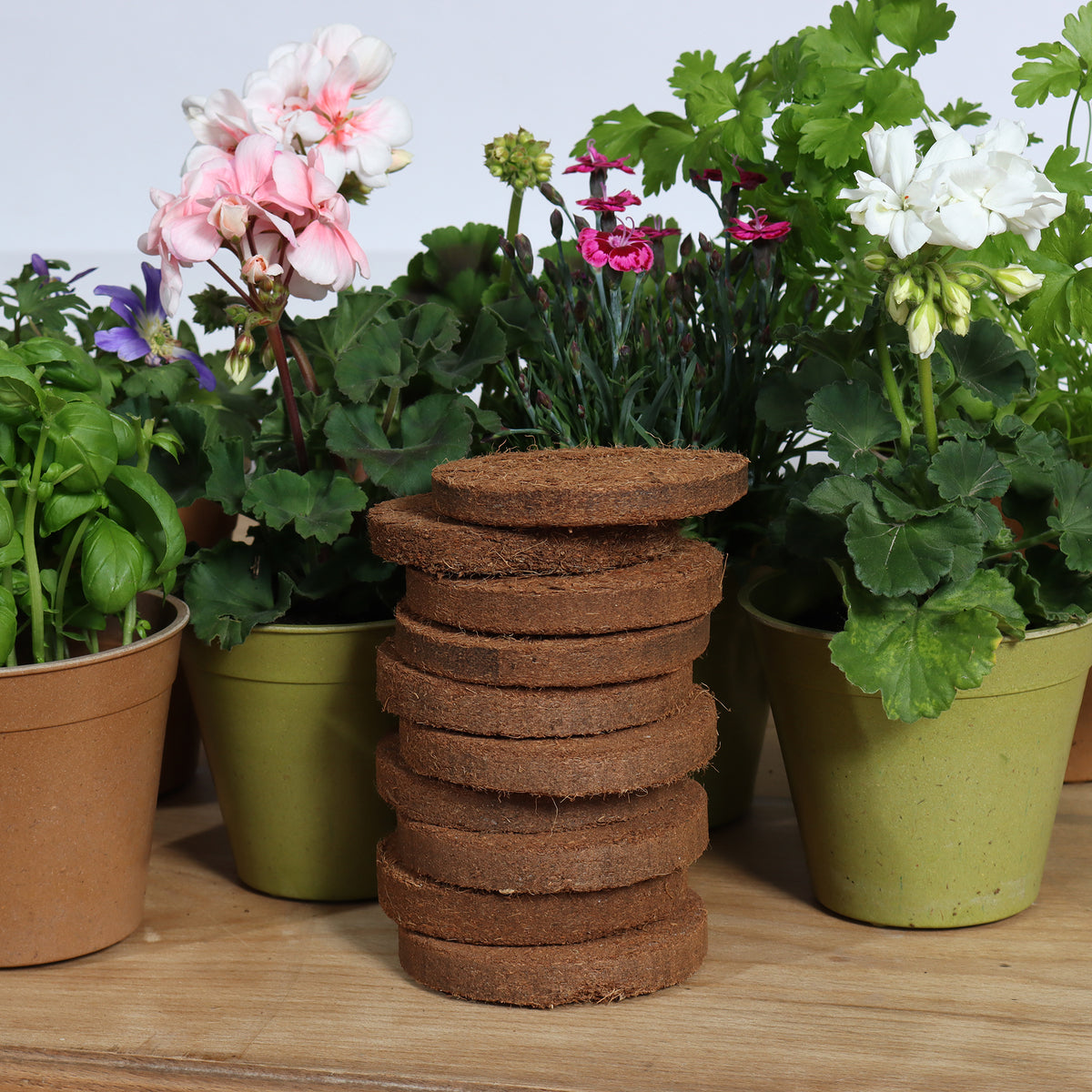 Coir 20g Disc x 10 Pack - Growlite Premium -Ship Only