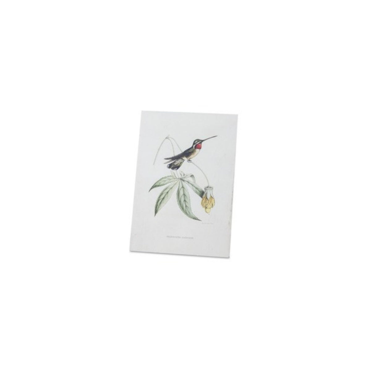 Tabletop Encyclopedia Hummingbird Print (Set of 4) -Ship Only