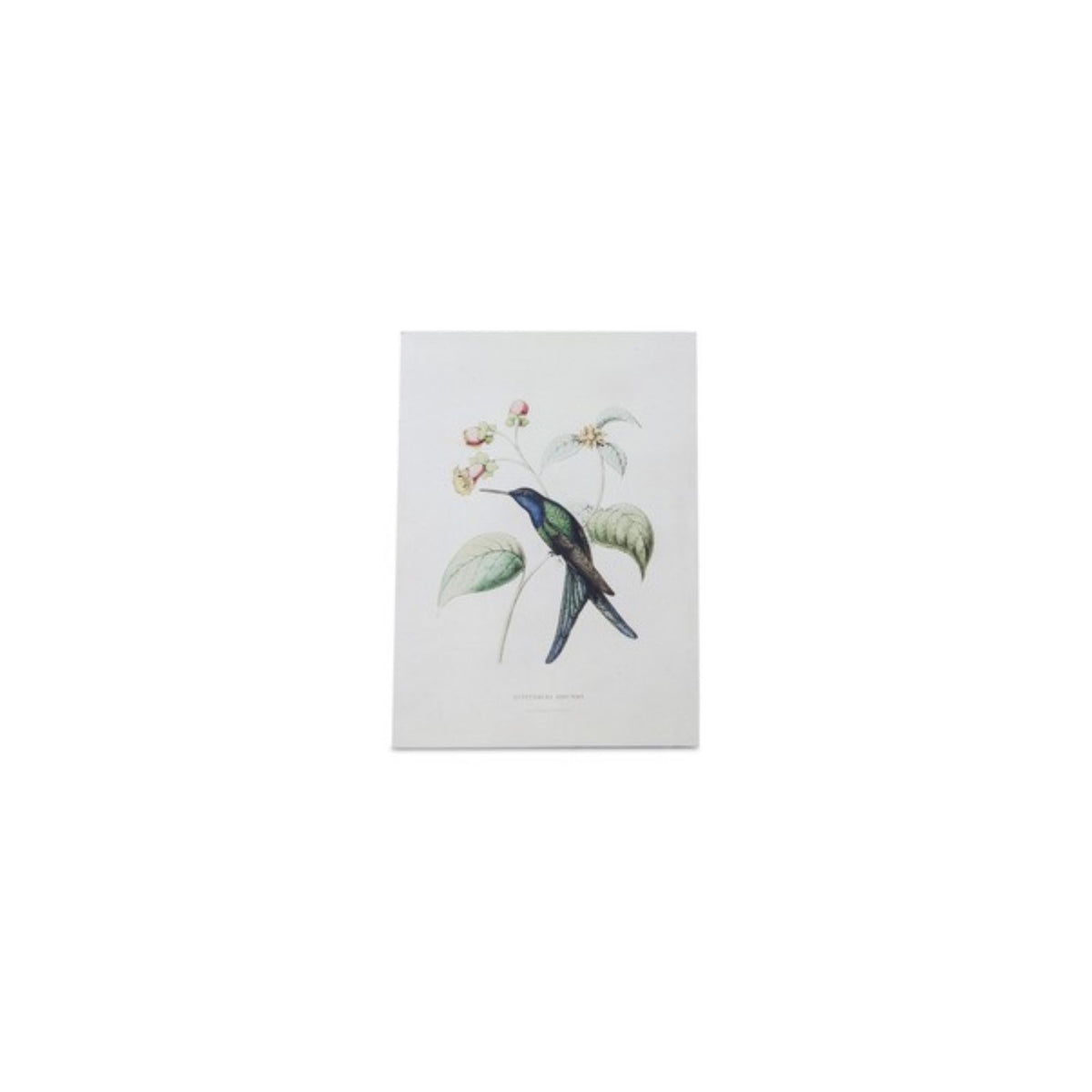 Tabletop Encyclopedia Hummingbird Print (Set of 4) -Ship Only