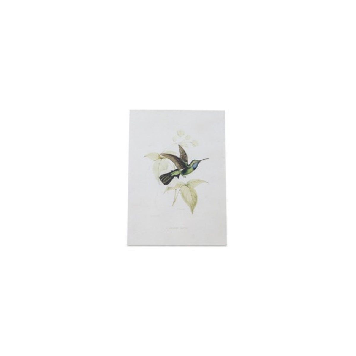 Tabletop Encyclopedia Hummingbird Print (Set of 4) -Ship Only
