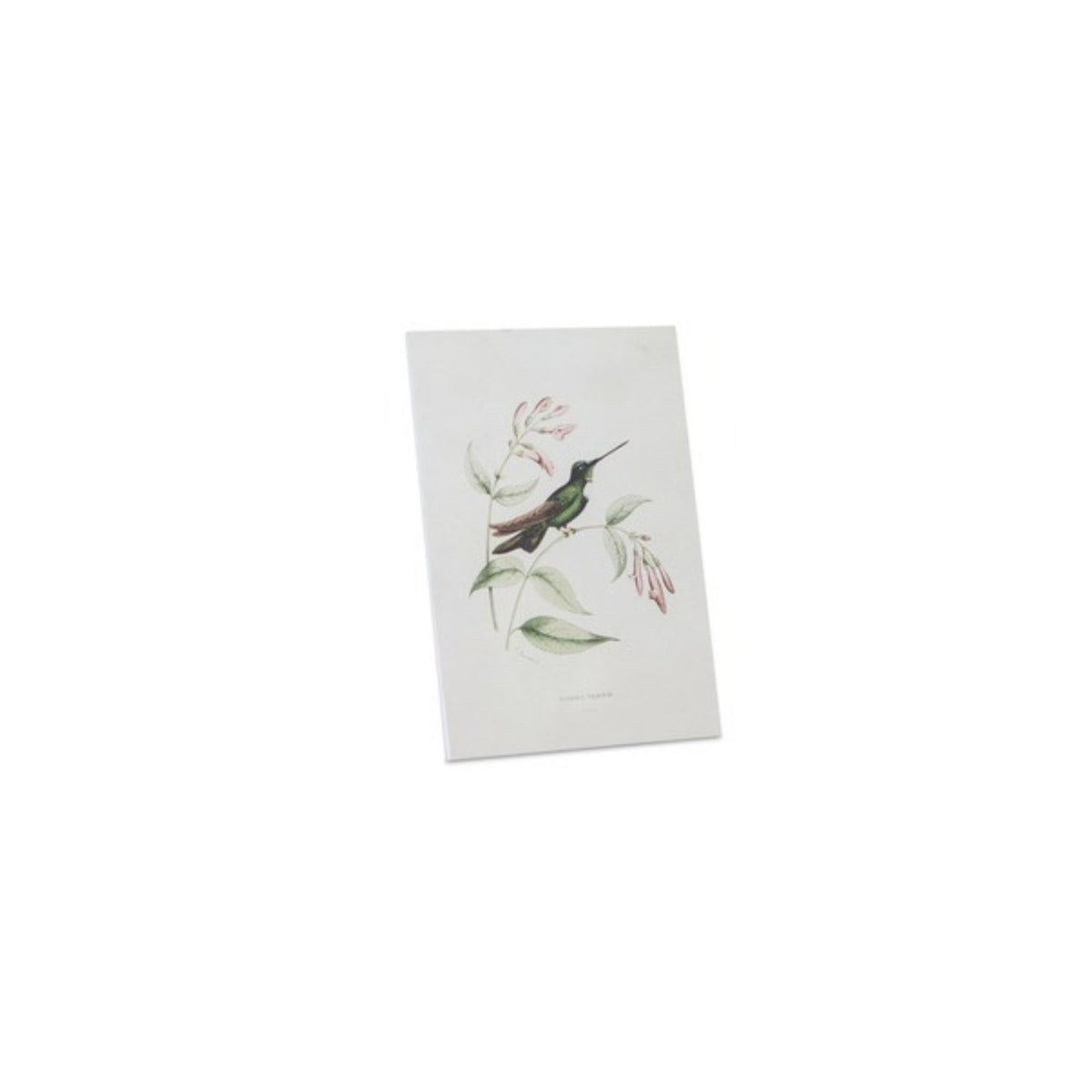 Tabletop Encyclopedia Hummingbird Print (Set of 4) -Ship Only
