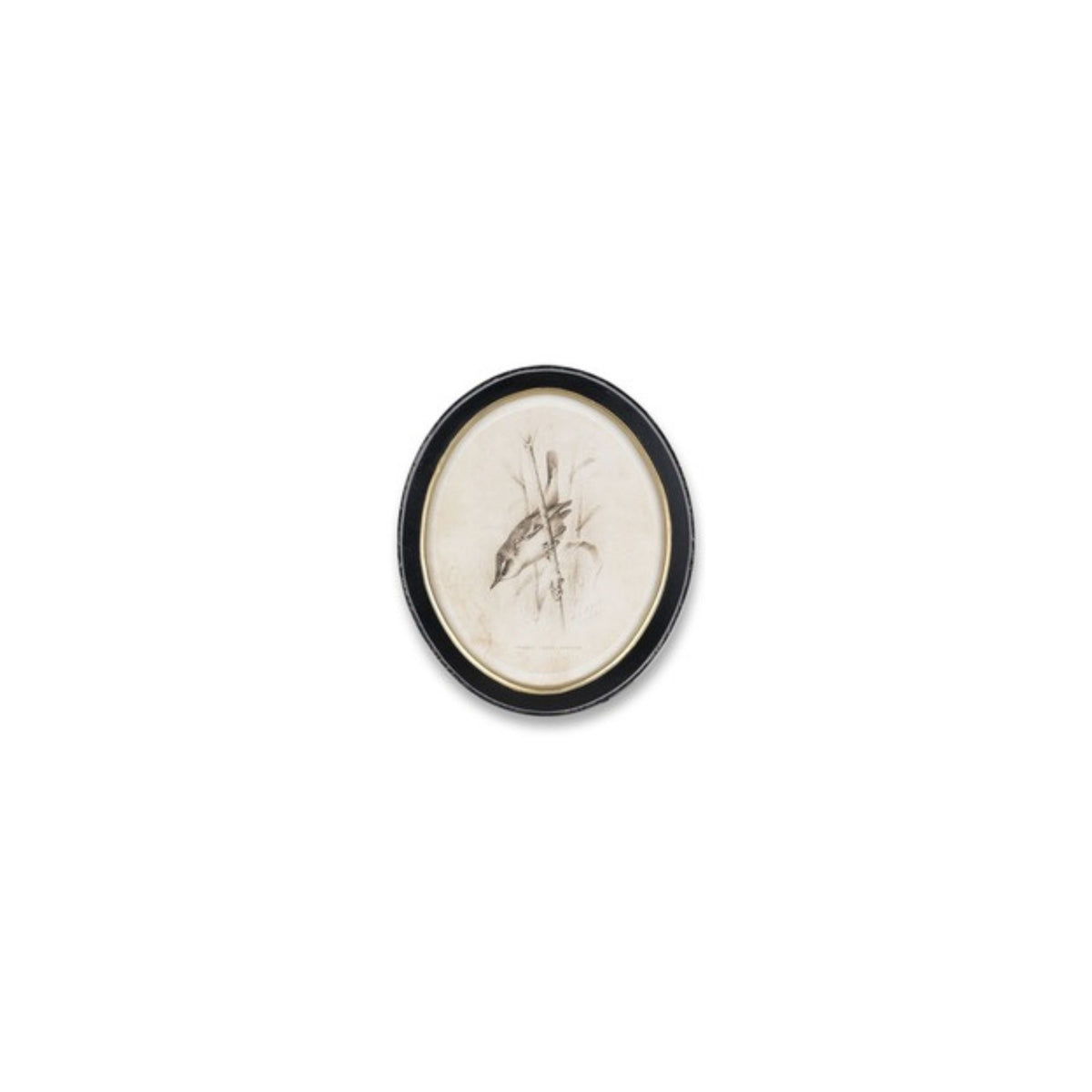 Framed Bird Print (Set of 4) -Ship Only