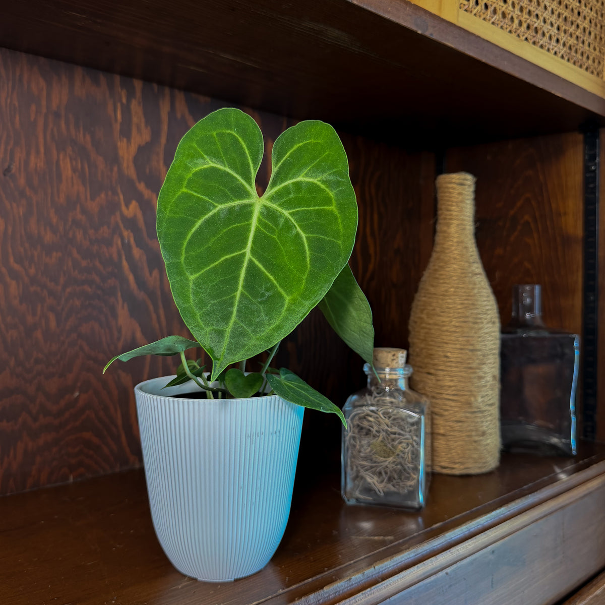 Anthurium Clarinervium Hybrid - 4 Inch Indoor Houseplant -Ship Only